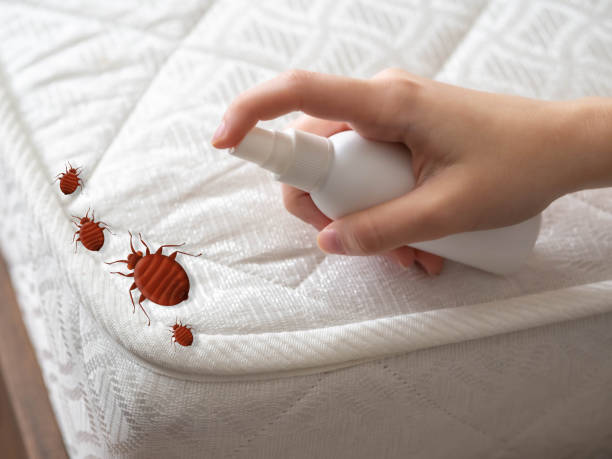 Trusted Bald Kno, AR Pest Control Experts