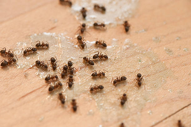 Best Residential Pest Control  in Bald Kno, AR