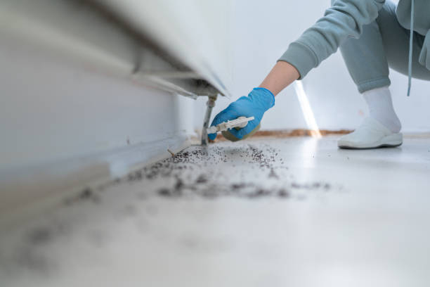 Best Insect Control  in Bald Kno, AR